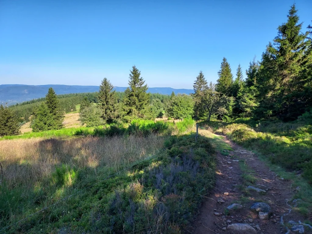 sentier de randonnée qui longe les sapins à droite et une vue sur les sommets vosgiens qui se dégage à gauche