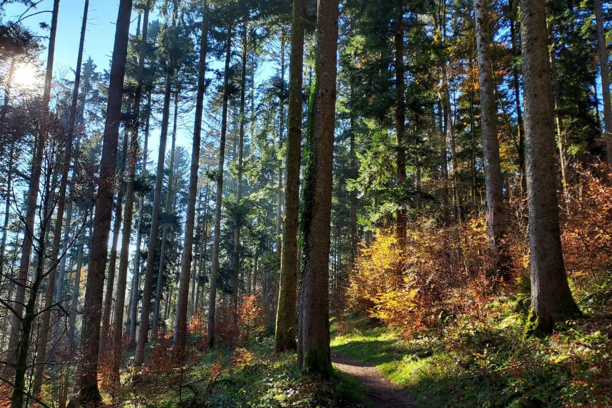sentier de randonnée dans la forêt du Hohwald automnale