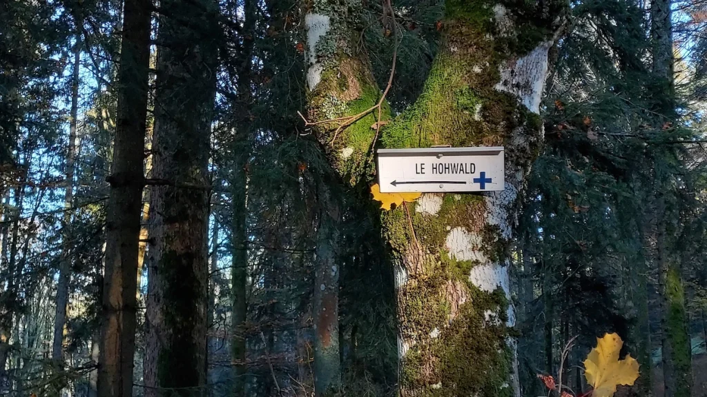 panneau directionnel du Club Vosgien sur un arbre indiquant la direction Le Hohwald par la croix bleue