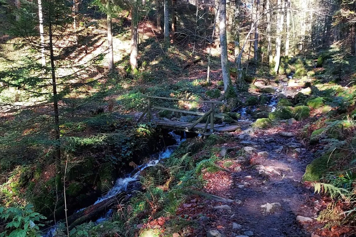 une passerelle en bois qui enjambe un ruisseau dans une forêt automnale