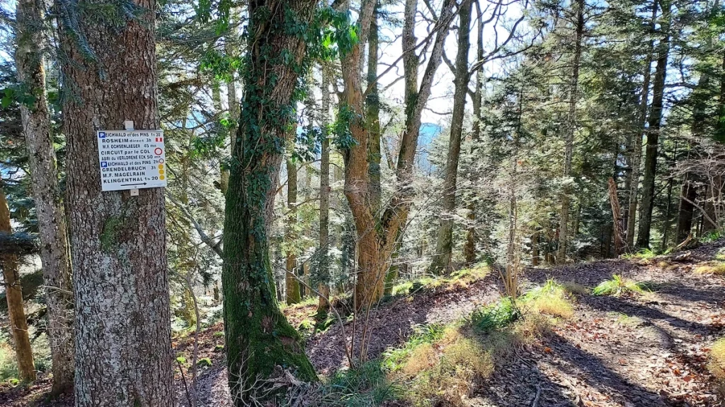 panneau directionnel du Club Vosgien sur un arbre en forêt