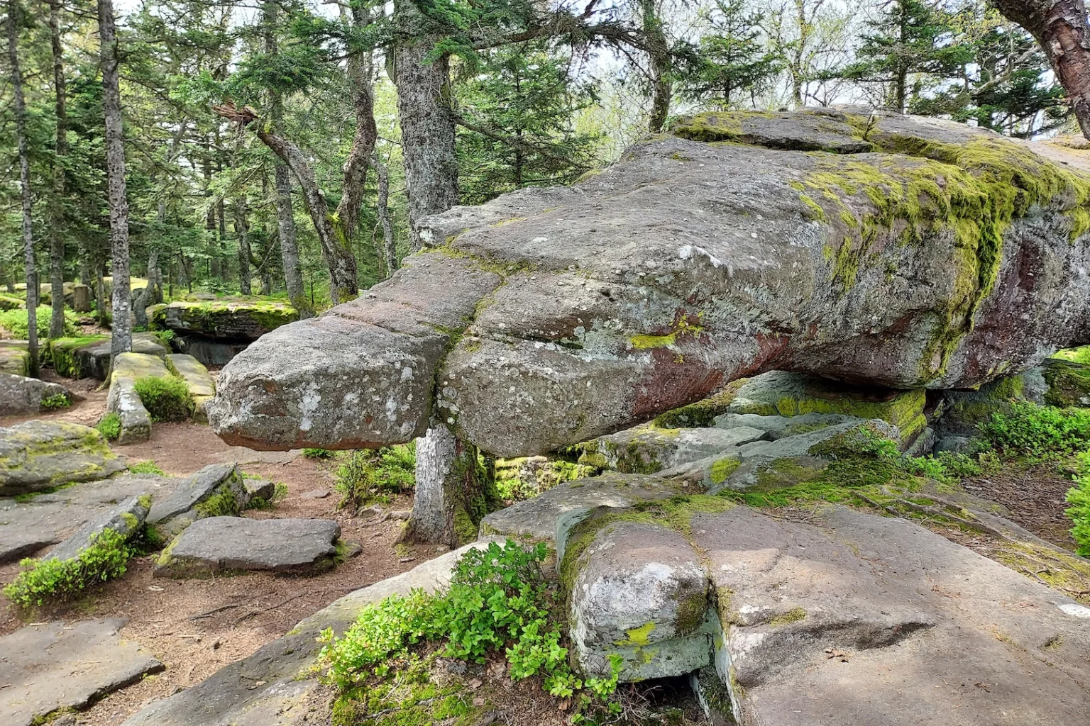 Rocher en forme de reptile dans le massif du Taennchel, entouré de pins et de blocs de grès recouverts de mousse, sur un sentier de randonnée en Alsace.